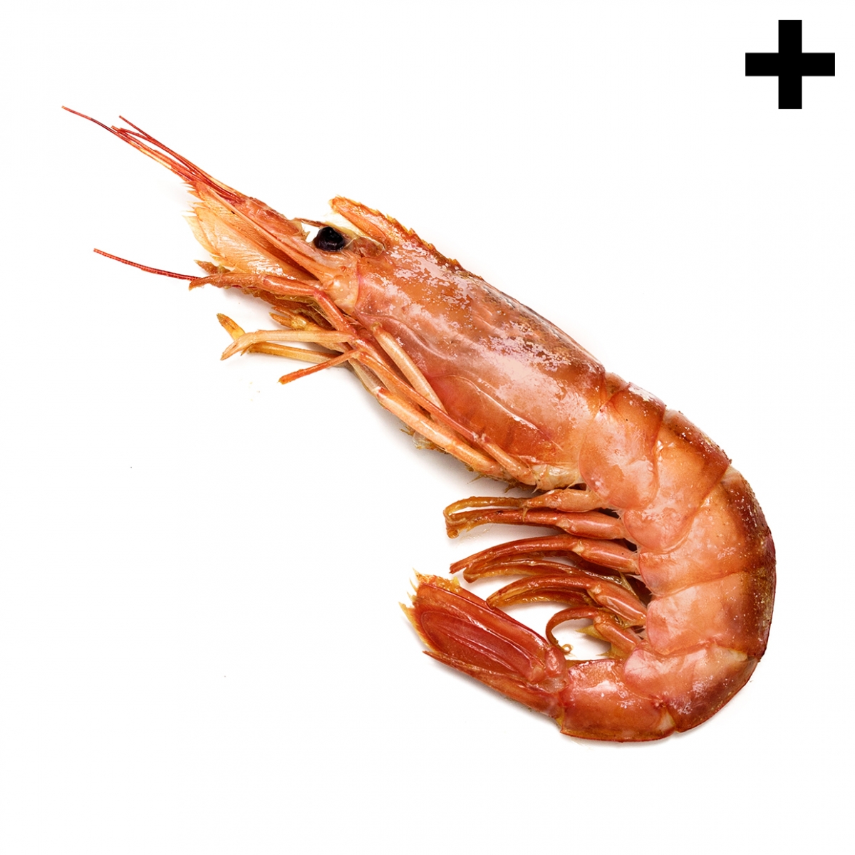 Imagen en la que se ve el plural del concepto gamba