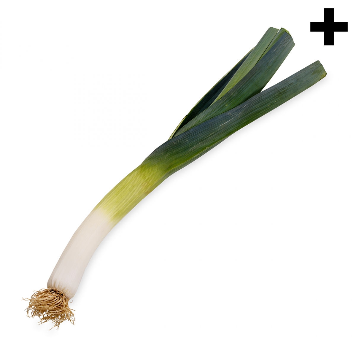 Imagen en la que se ve el plural del concepto puerro