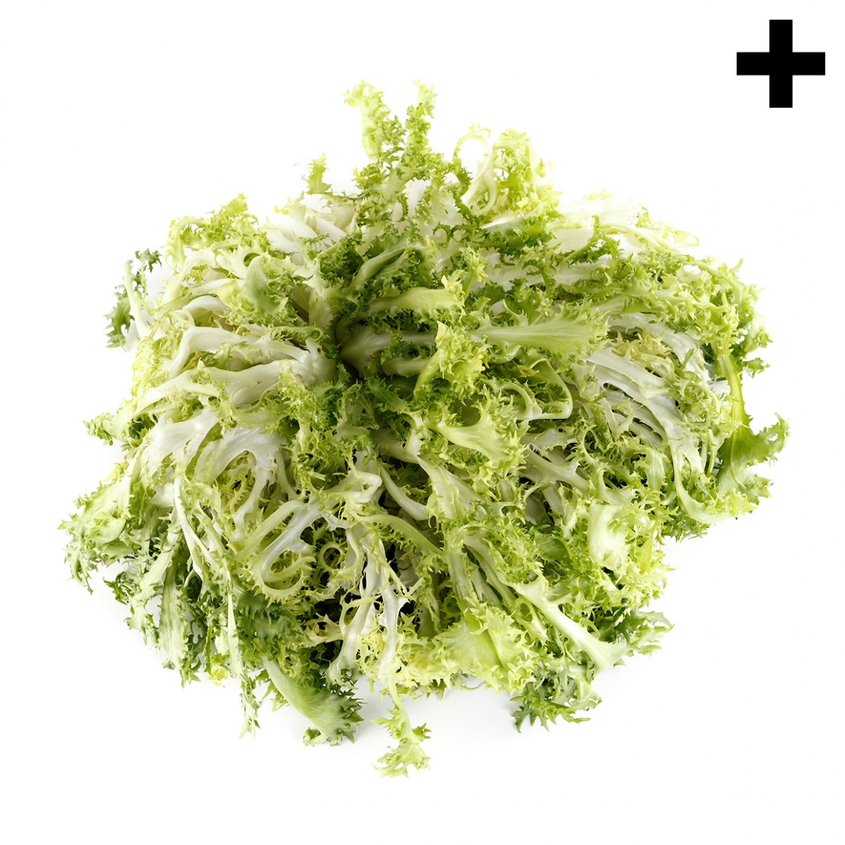 Imagen en la que se ve el plural del concepto escarola