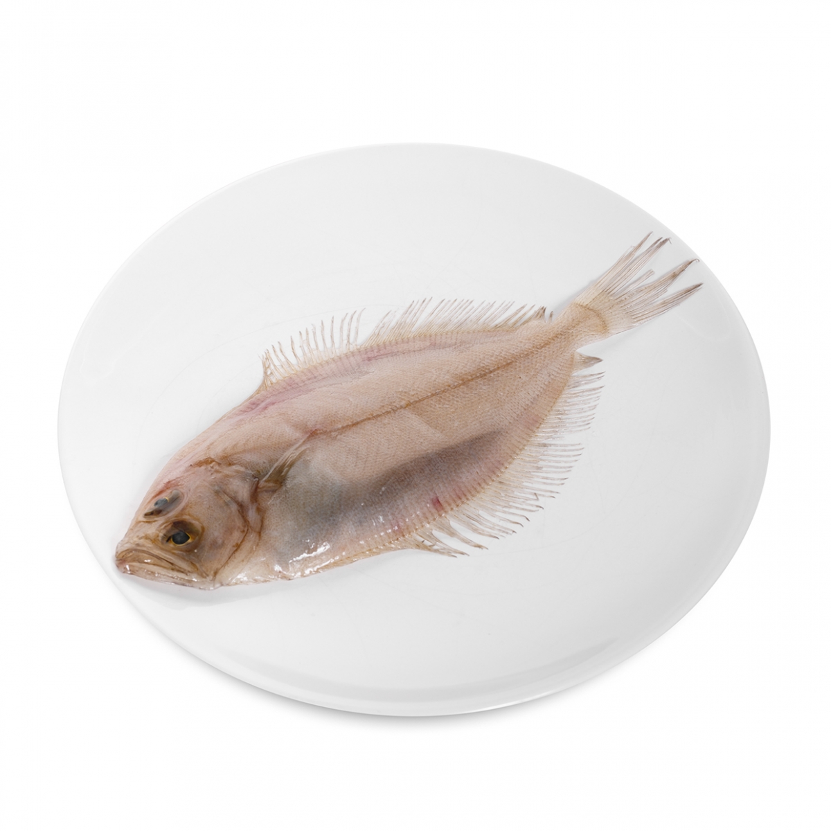 Imagen en la que se ve un plato con un gallo pescado