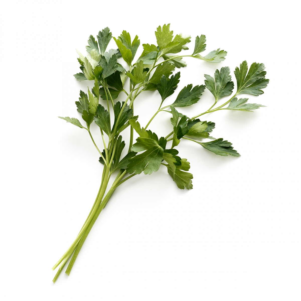 Imagen en la que se ve una rama de perejil