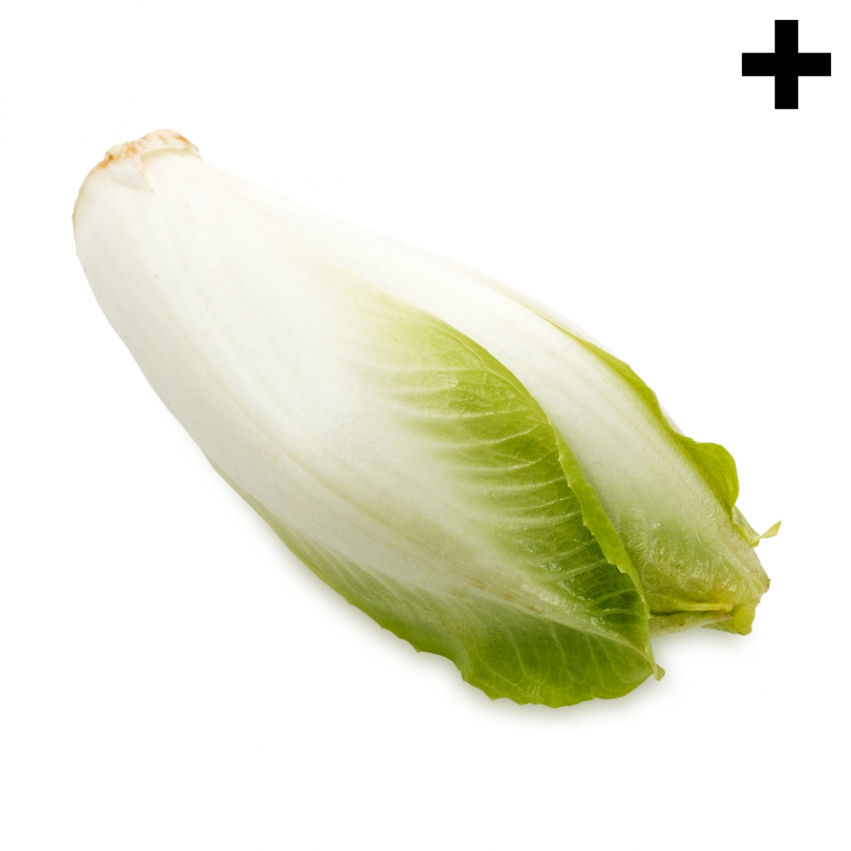 Imagen en la que se ve el plural del concepto endibia