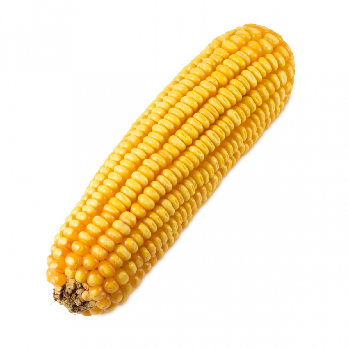 Imagen en la que se ve una mazorca de maíz