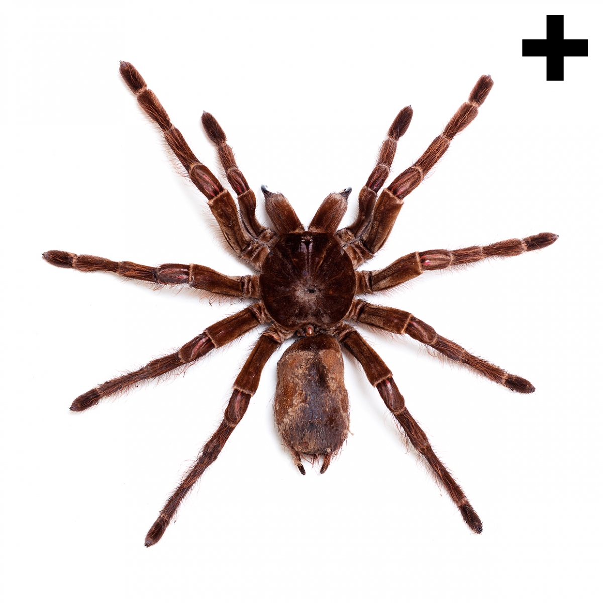 Imagen en la que se ve una araña en perspectiva cenital