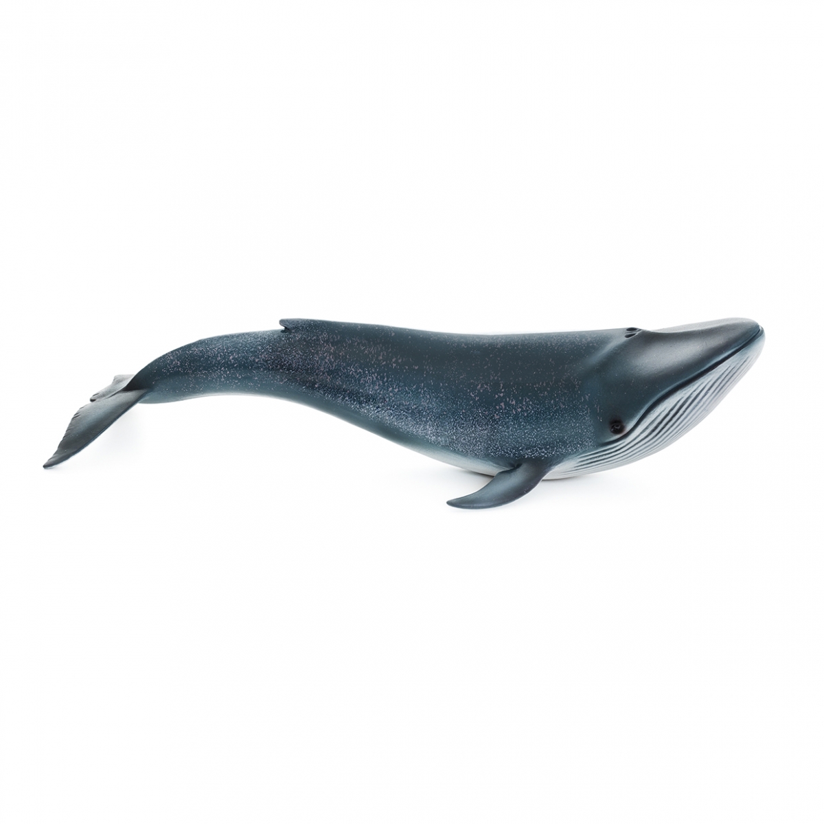 Imagen de una ballena
