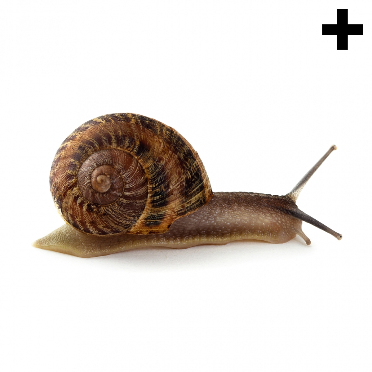 Imagen de un caracol terrestre en vista de perfil