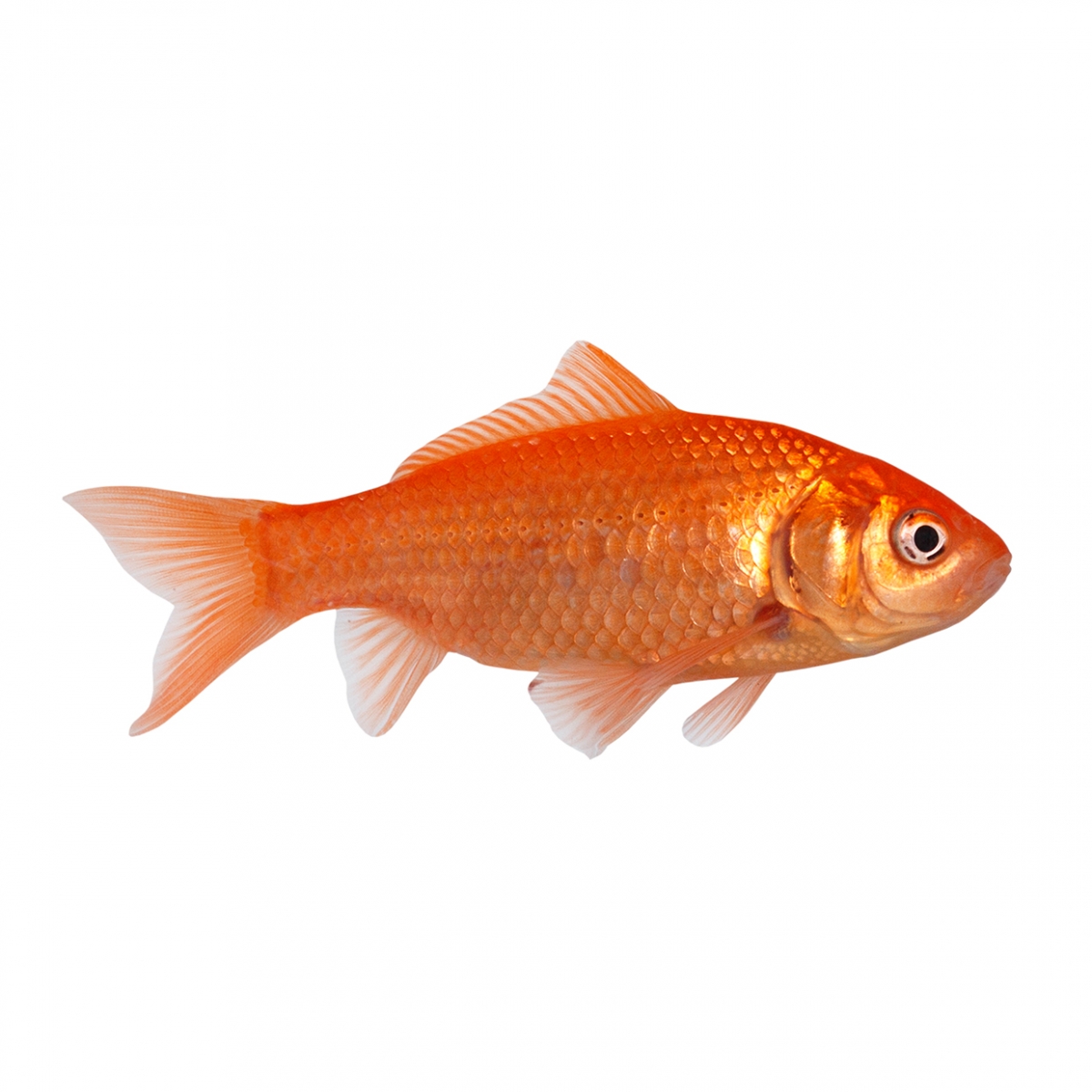 Imagen en la que se ve un pez goldfish en perspectiva lateral