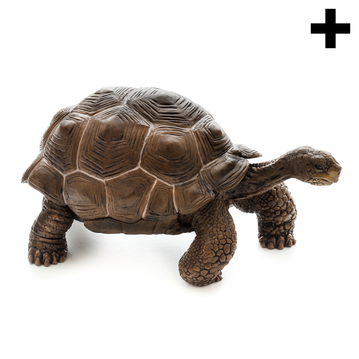 Imagen en la que se ve una tortuga terrestre en perspectiva lateral