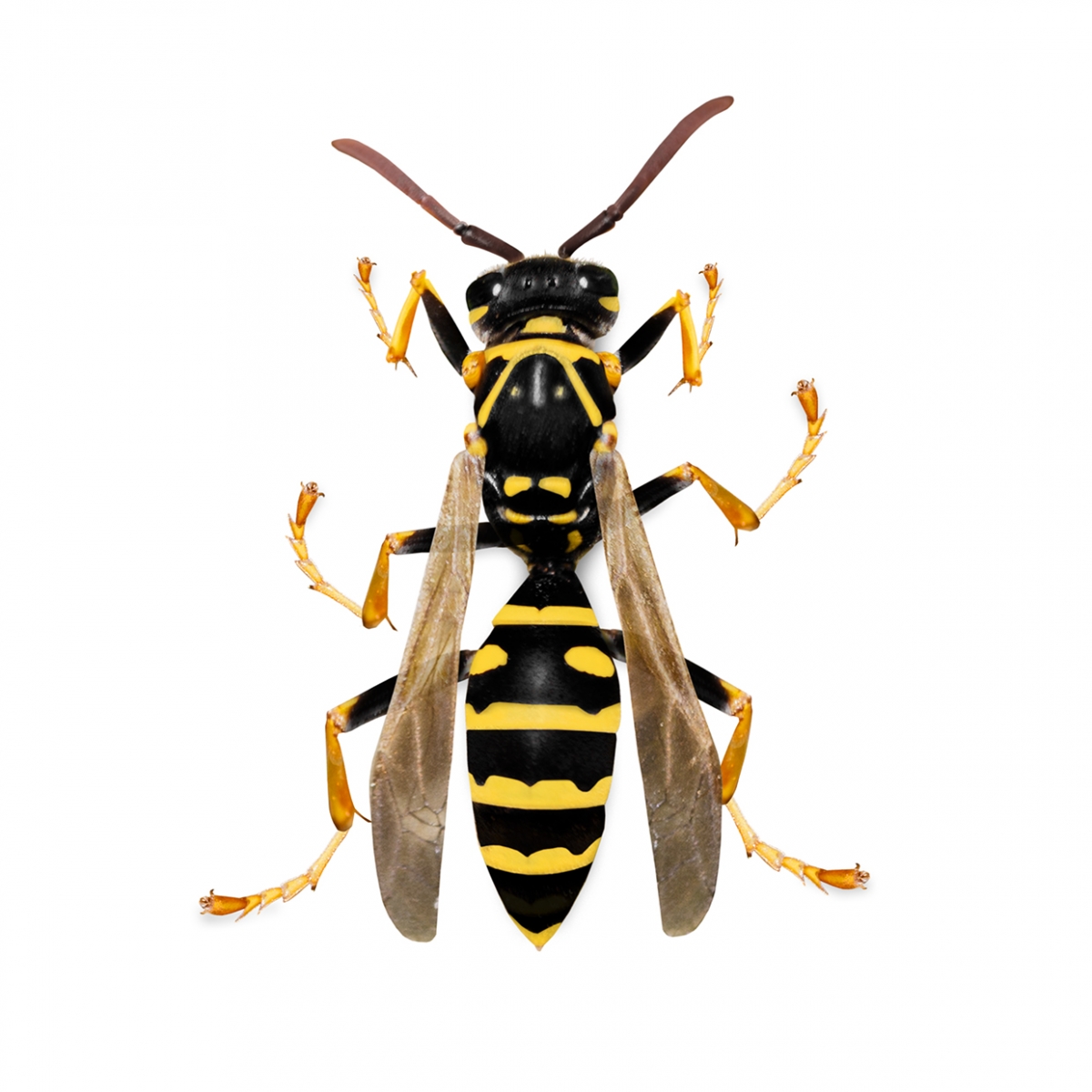 Imagen en la que se ve una avispa