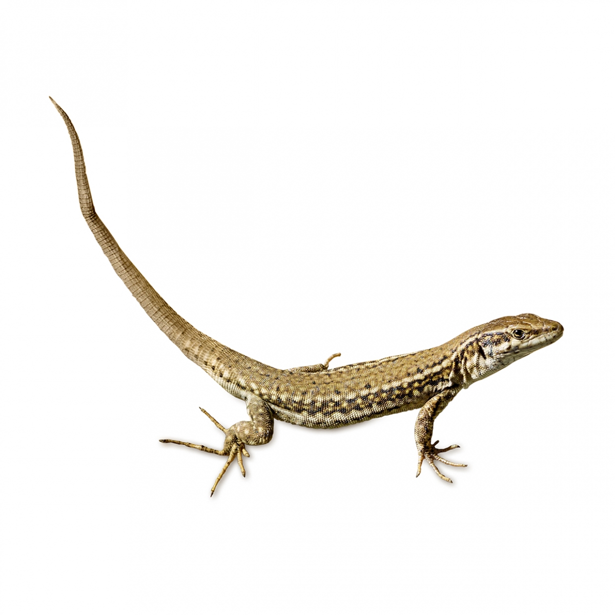 Imagen en la que aparece una lagartija