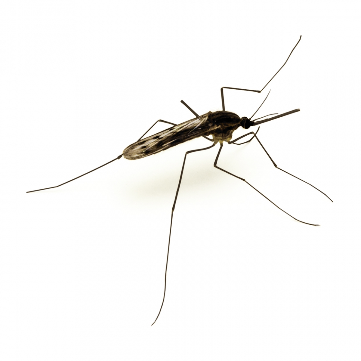 Imagen en la que se ve un mosquito