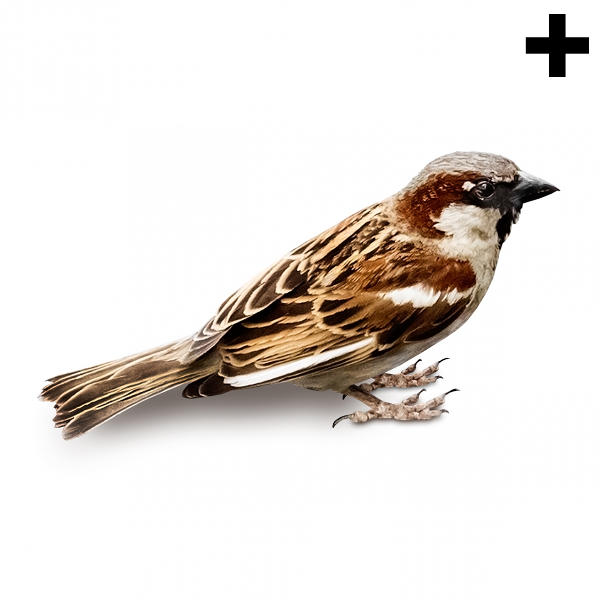 Imagen en la que se ve el plural del concepto pájaro