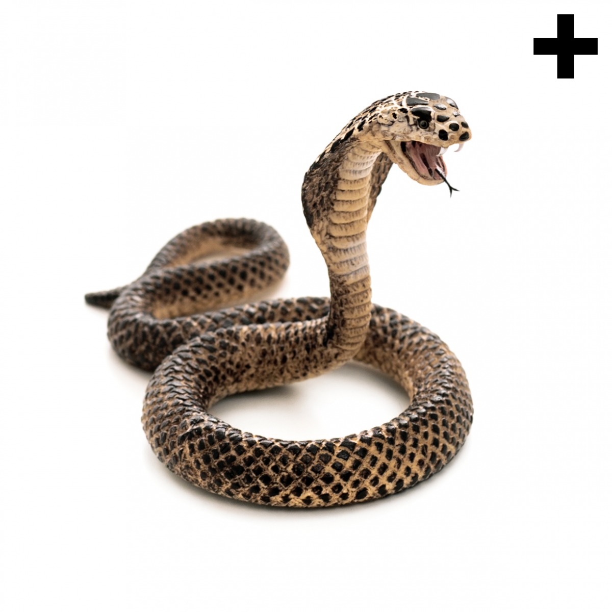 Imagen en la que se ve el plural del concepto cobra