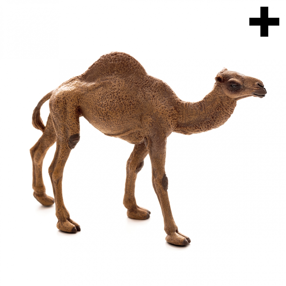 Imagen en la que se ve el plural del concepto dromedario