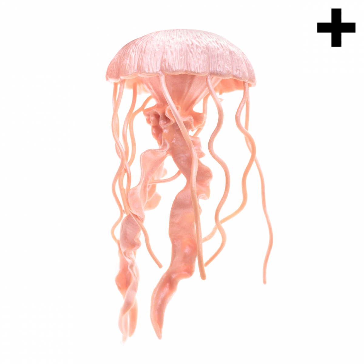 Imagen en la que se ve el plural del concepto medusa