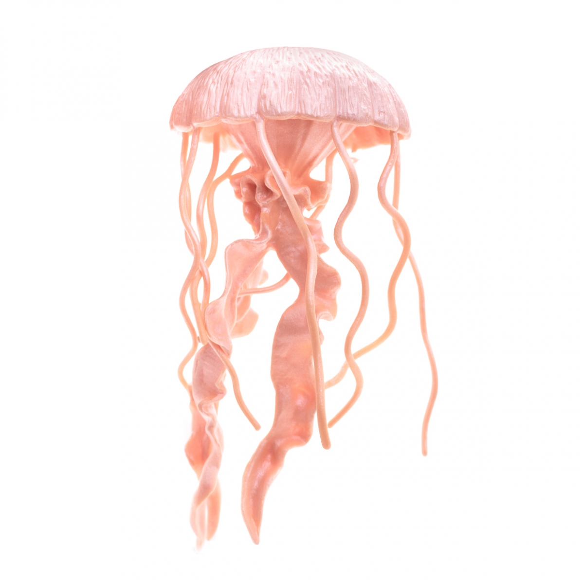 Imagen en la que se ve una medusa