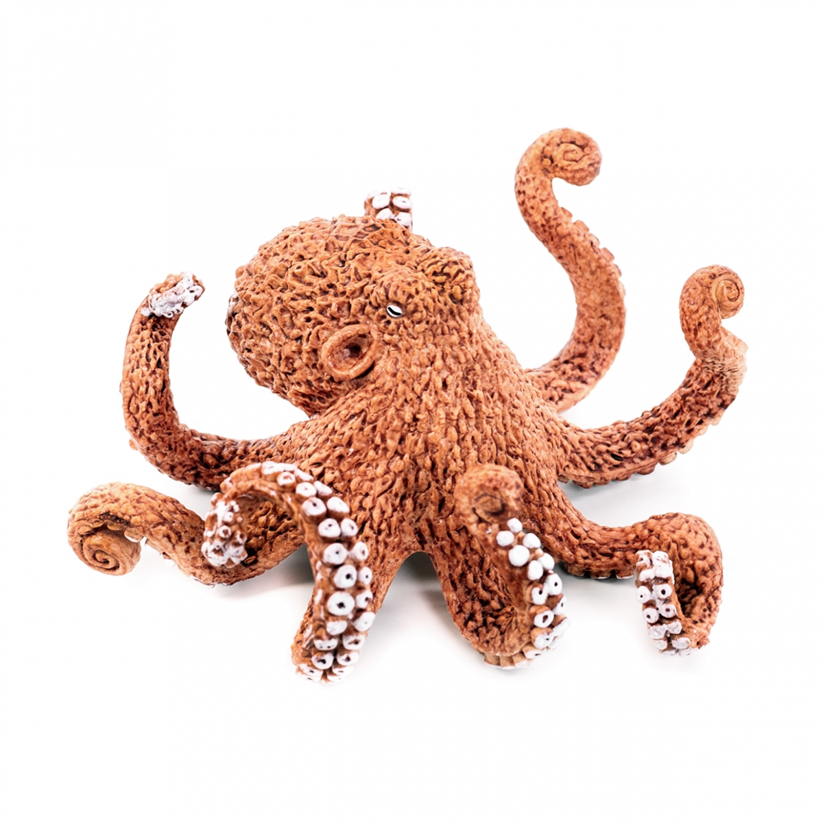 Imagen en la que se ve un pulpo