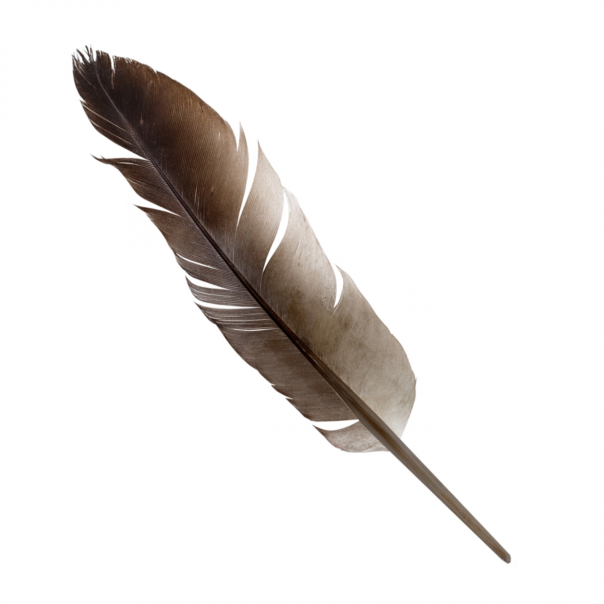 Imagen en la que se ve una pluma