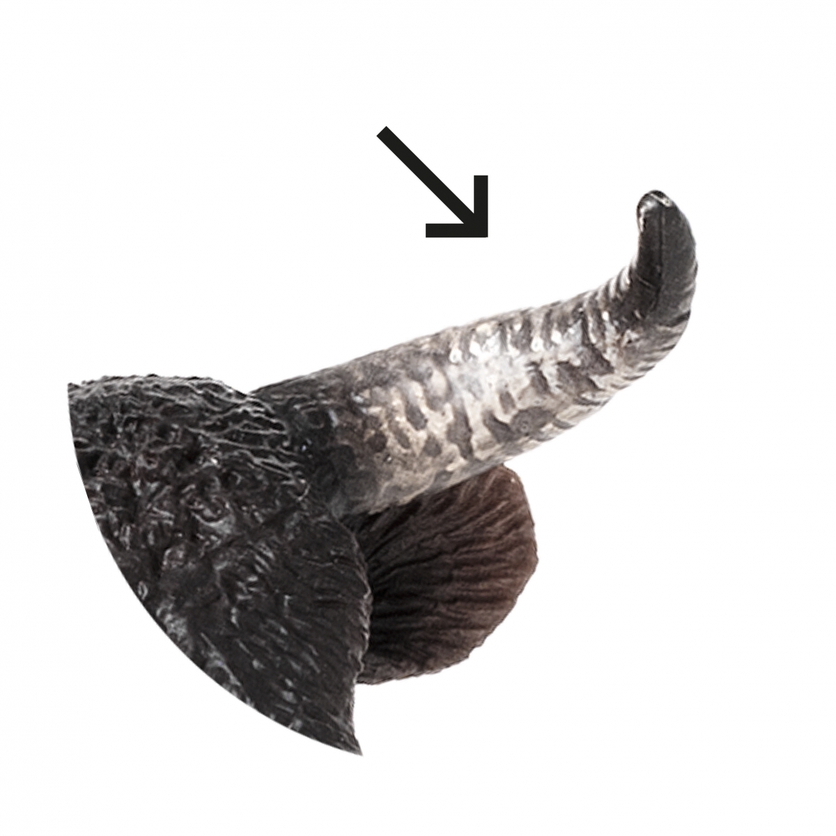 Imagen en la que se ve un cuerno de animal