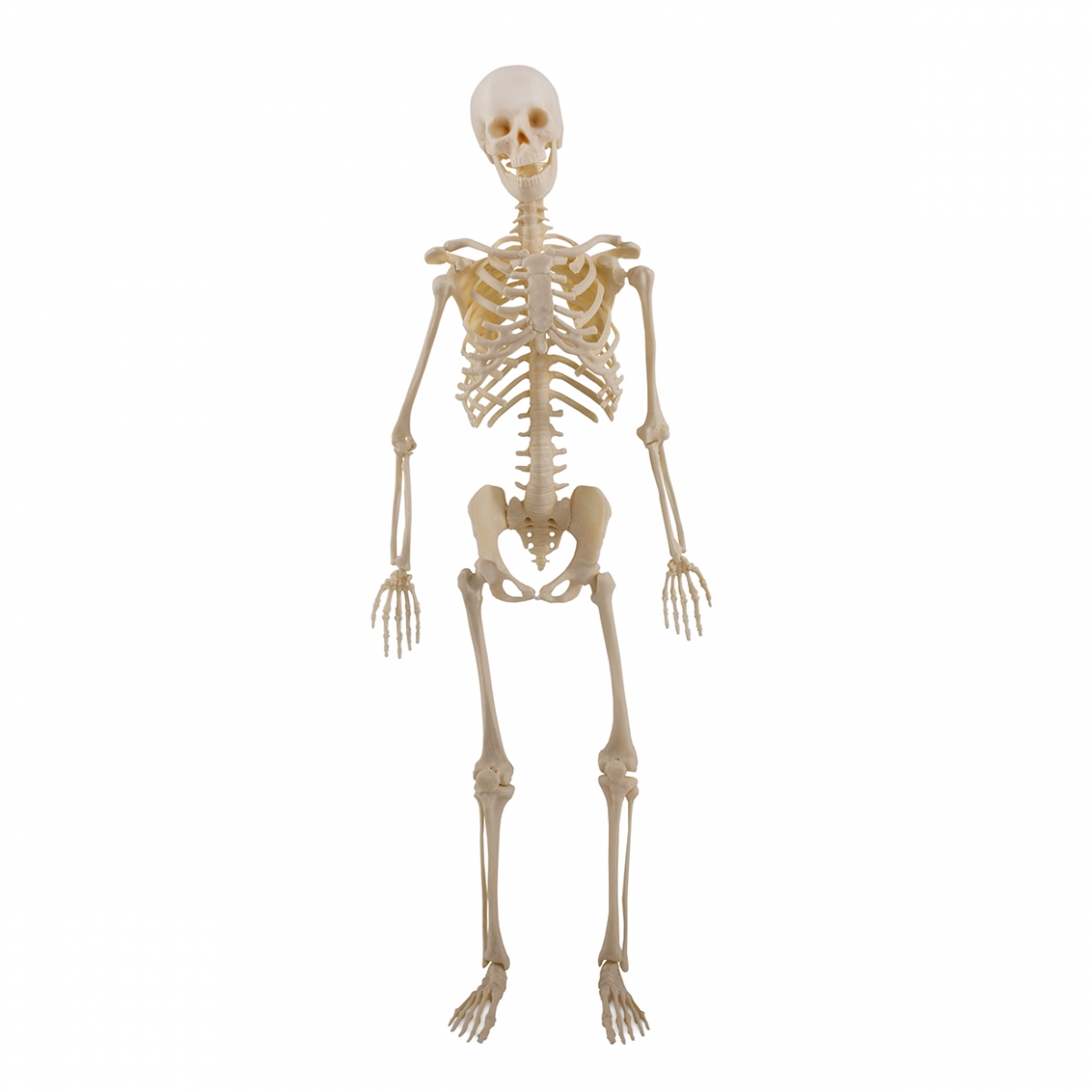 Imagen en la que se ve un esqueleto humano