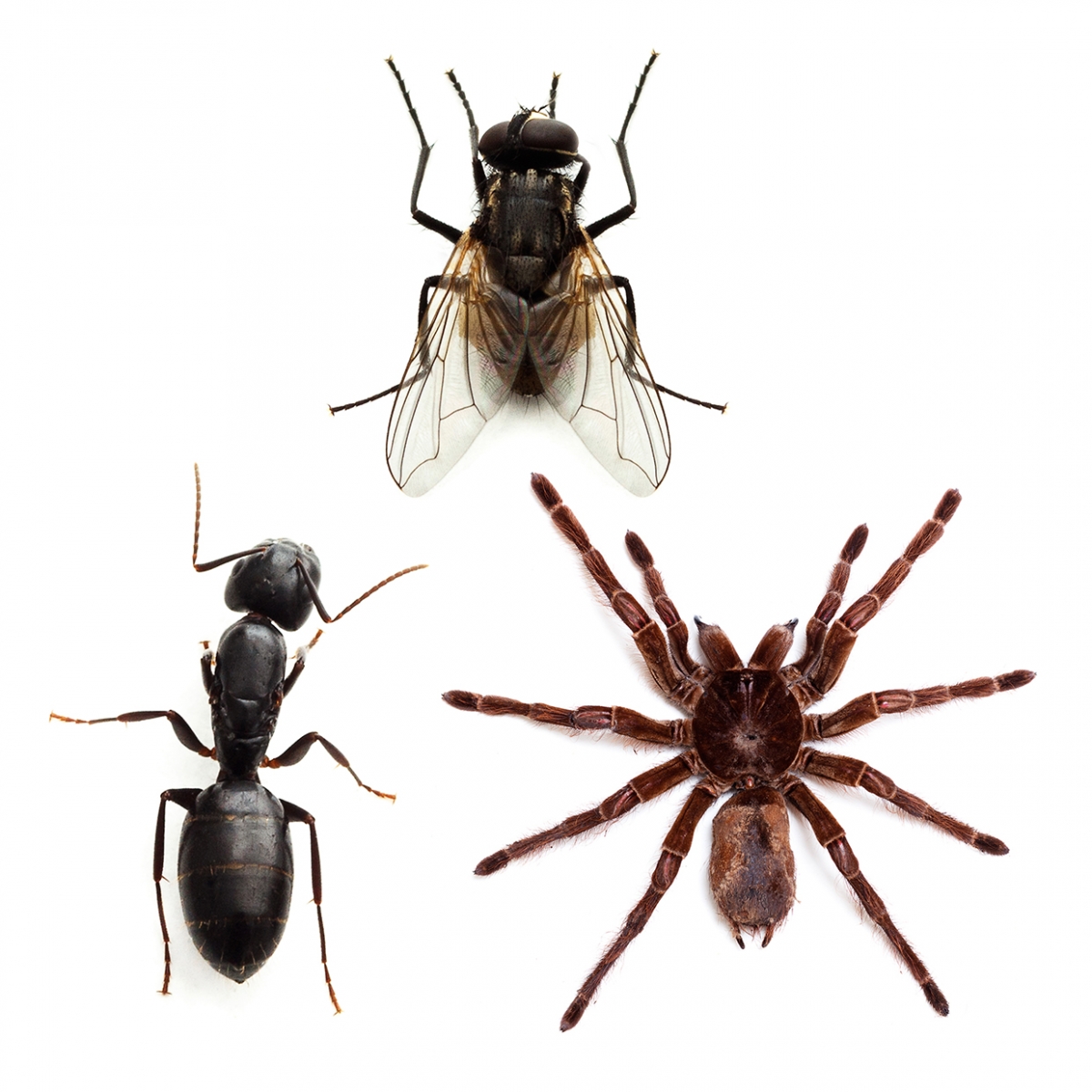 Imagen en la que se ven tres insectos: una hormiga, una araña y una mosca