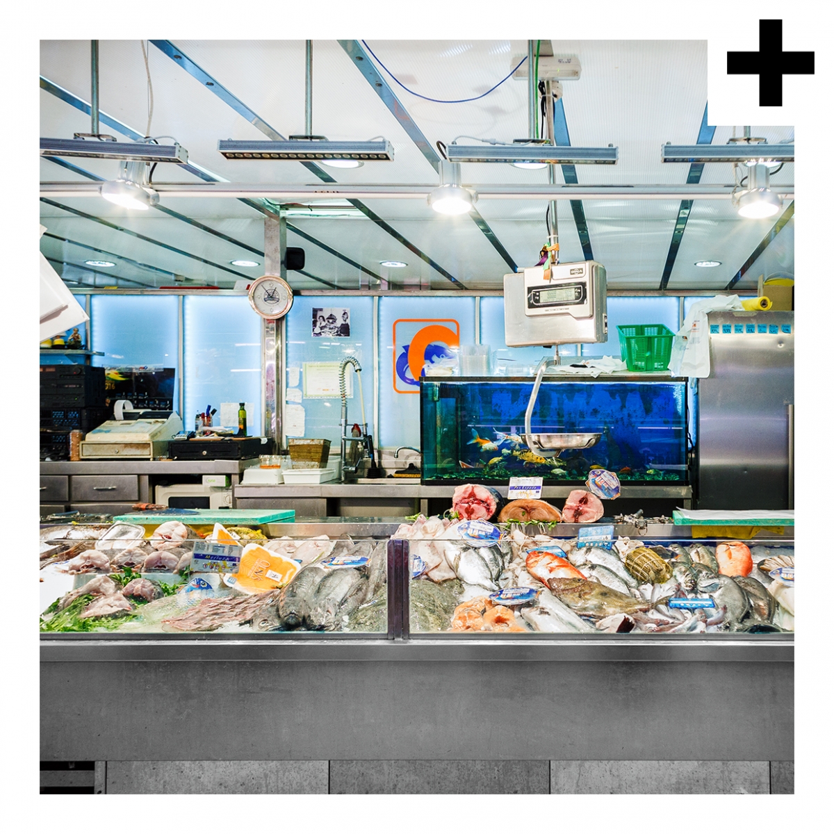 Imagen en la que se ve el plural del concepto pescadería