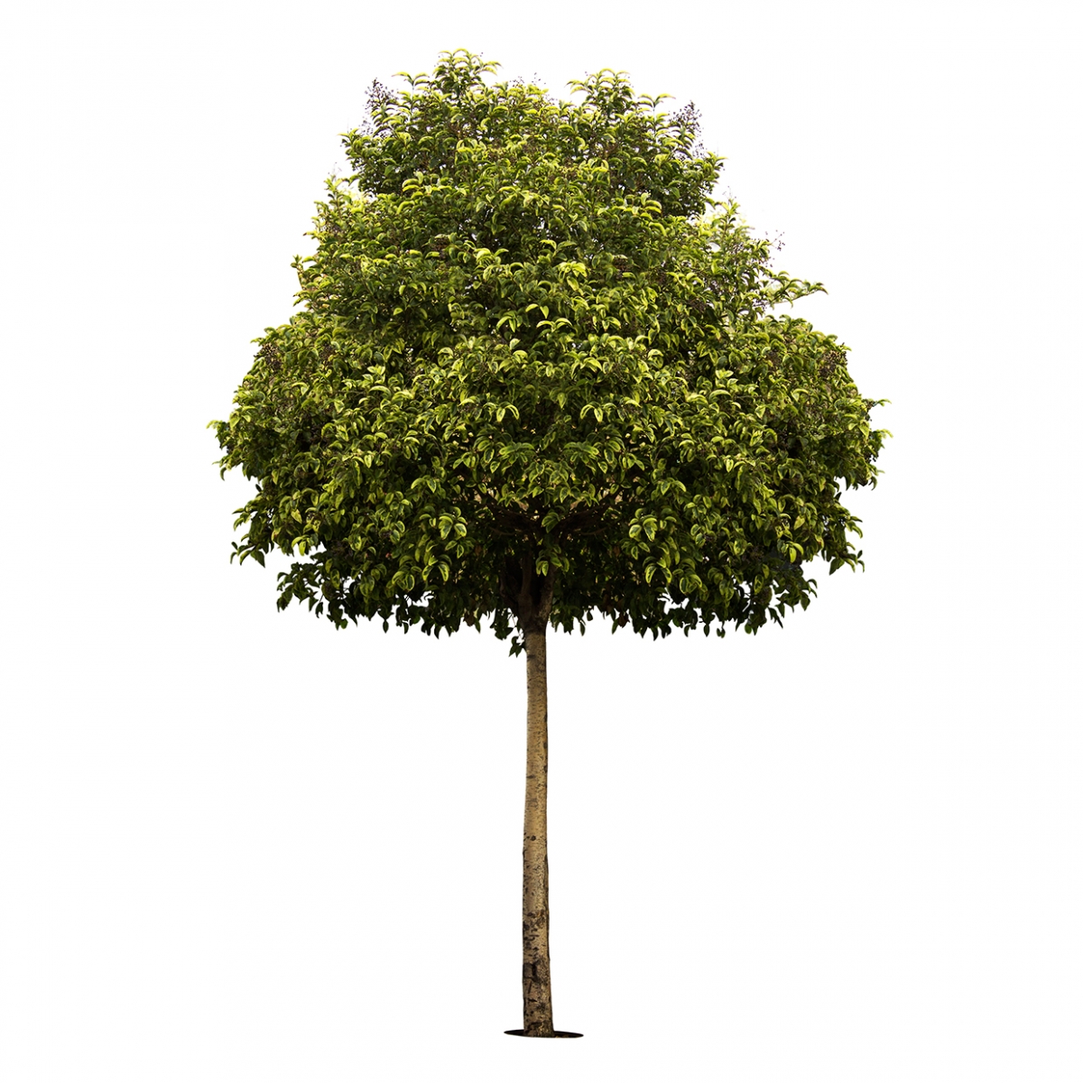 Imagen en la que se ve un árbol