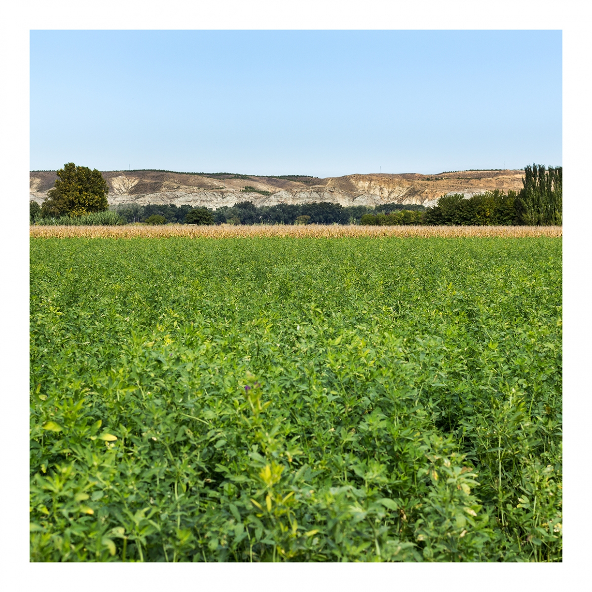Imagen en la que se ve un campo verde con colinas al fondo