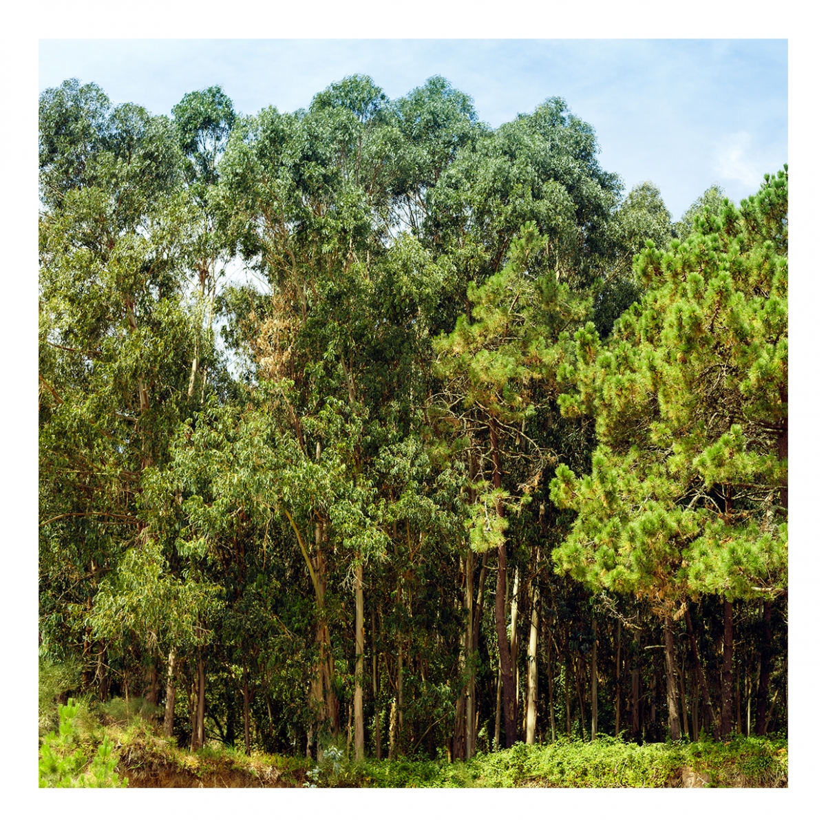 Imagen en la que se ve un bosque