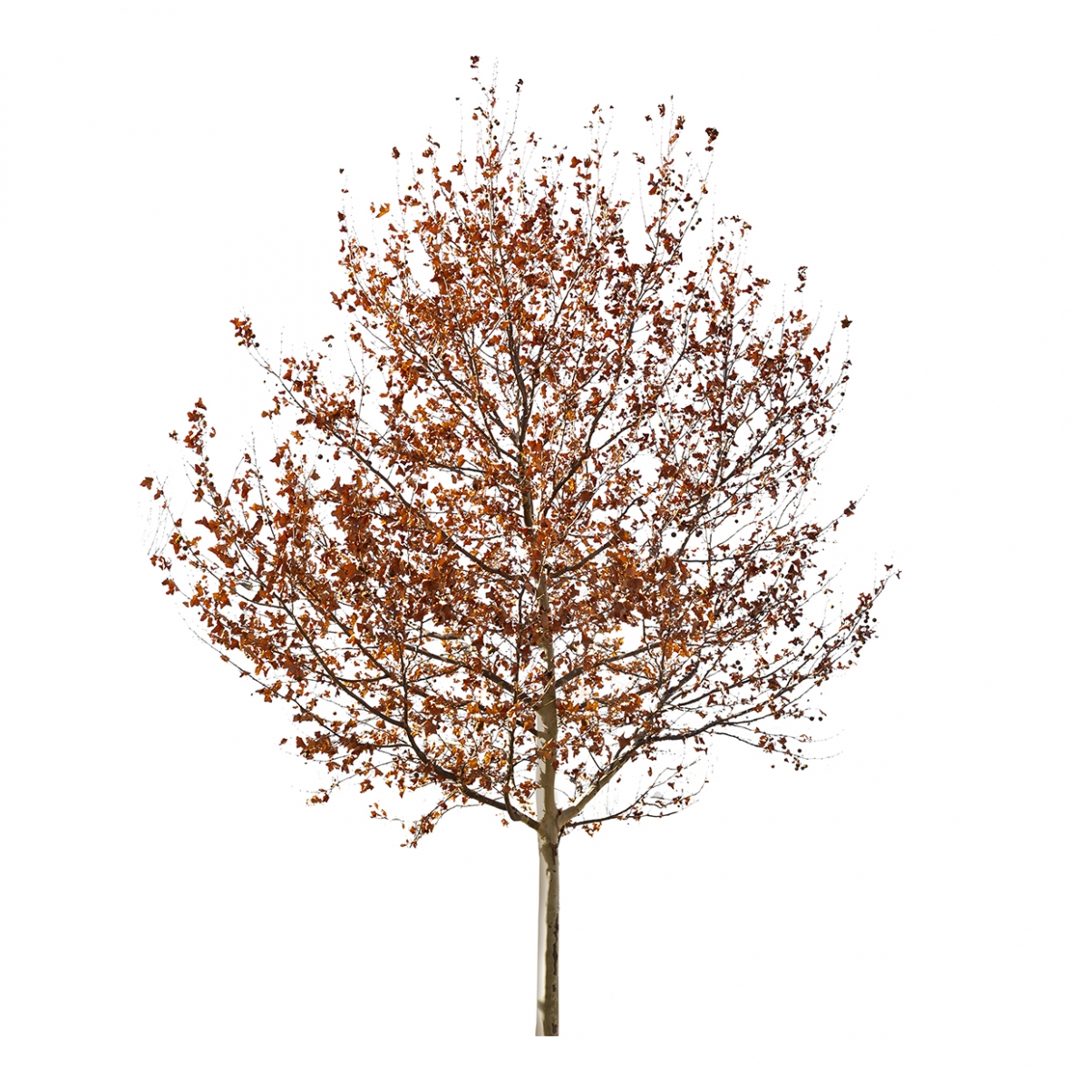 Imagen en la que se ve un árbol con hojas secas