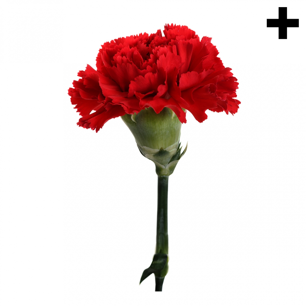 Imagen en la que se ve el plural del concepto clavel