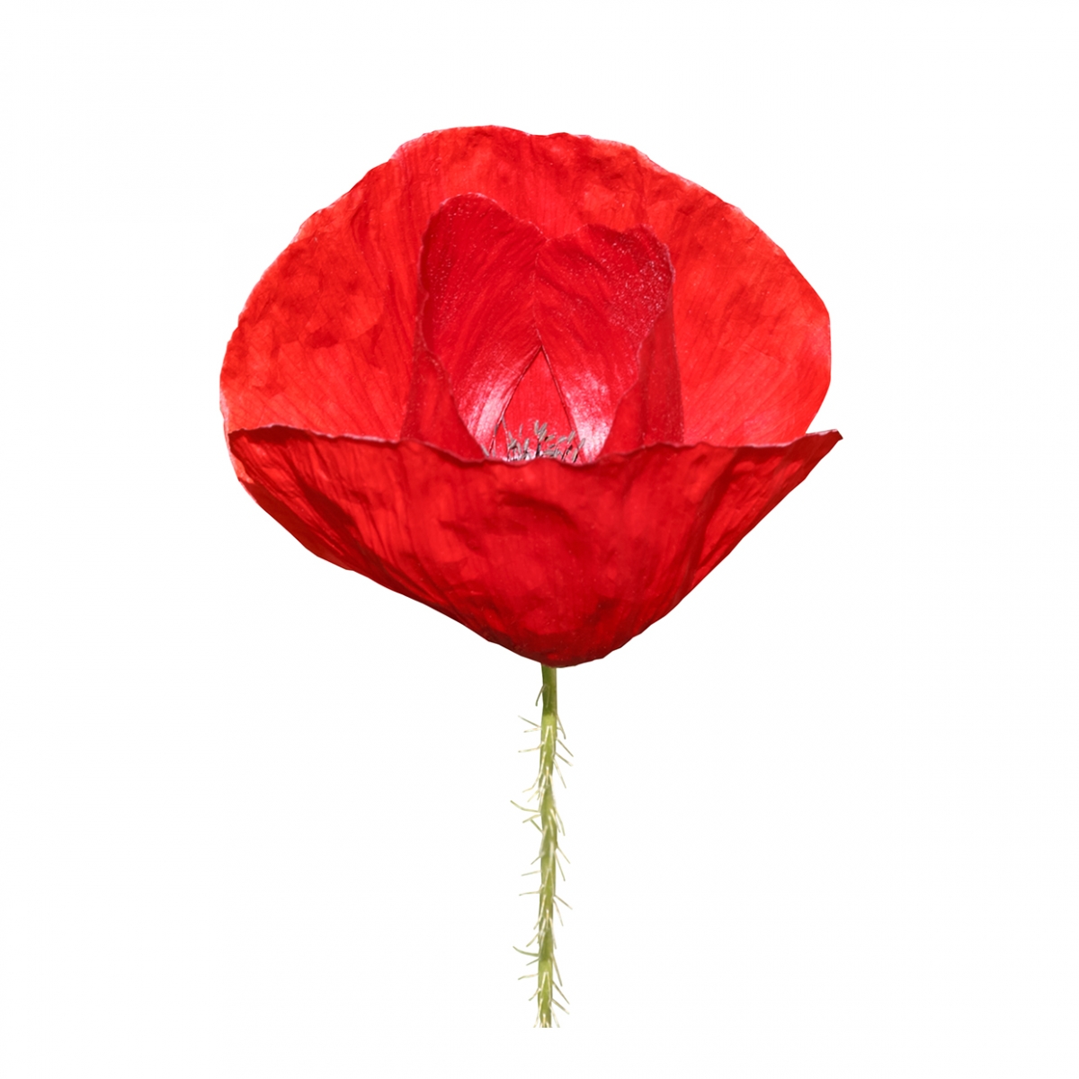 Imagen en la que se ve una amapola