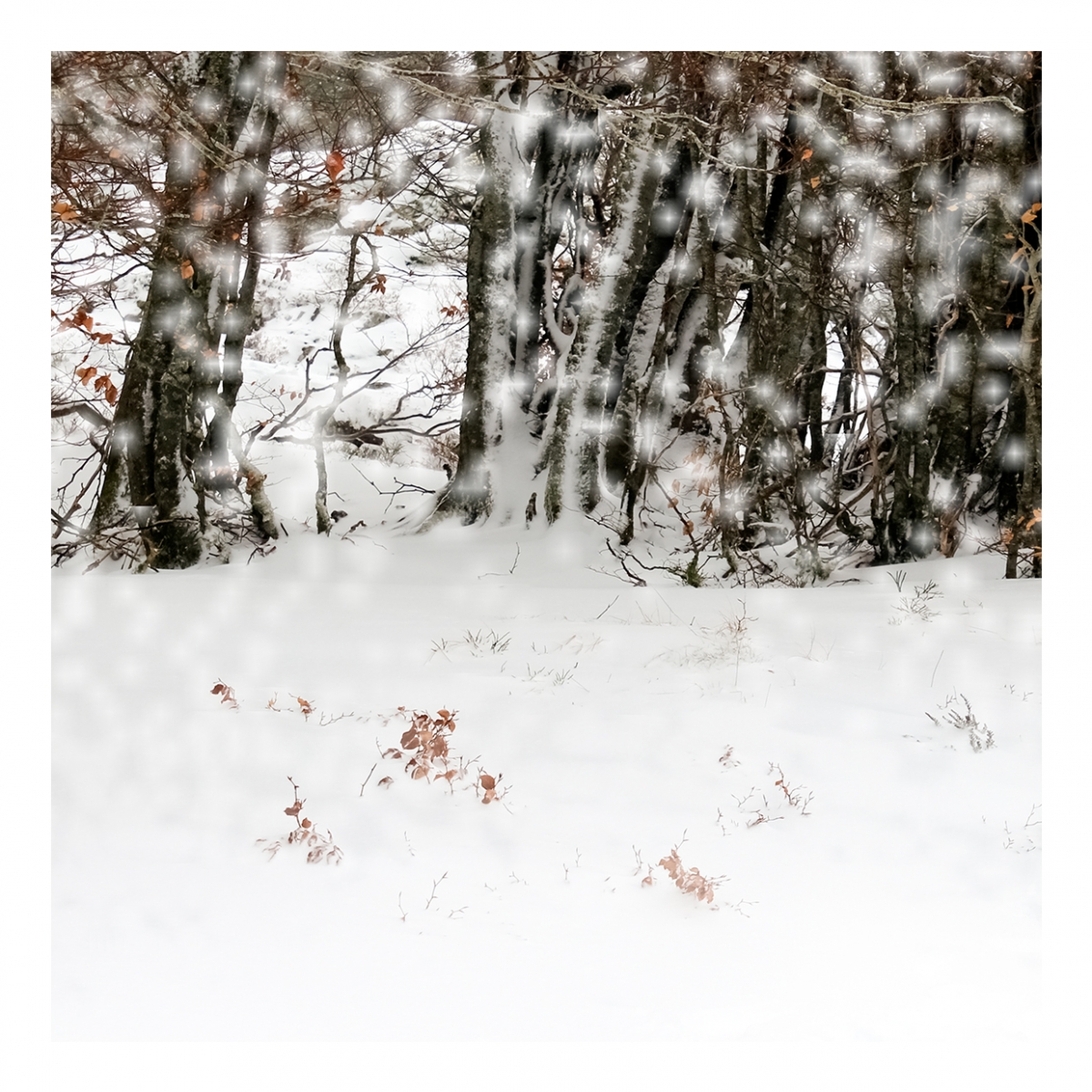 Imagen en la que se ve el concepto nieve