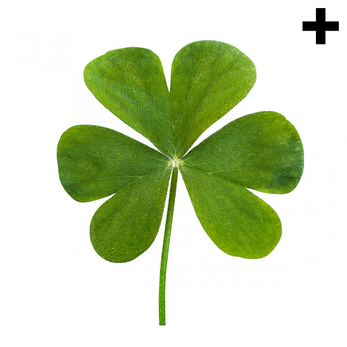 Imagen en la que se ve el plural del concepto trébol