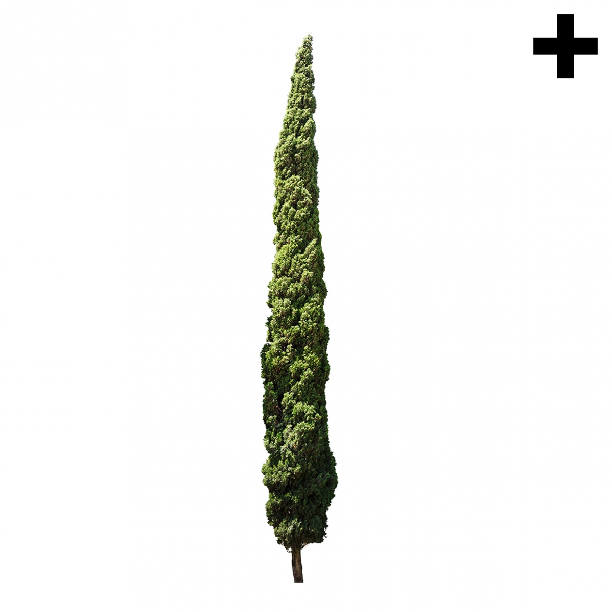 Imagen en la que se ve el plural del concepto ciprés