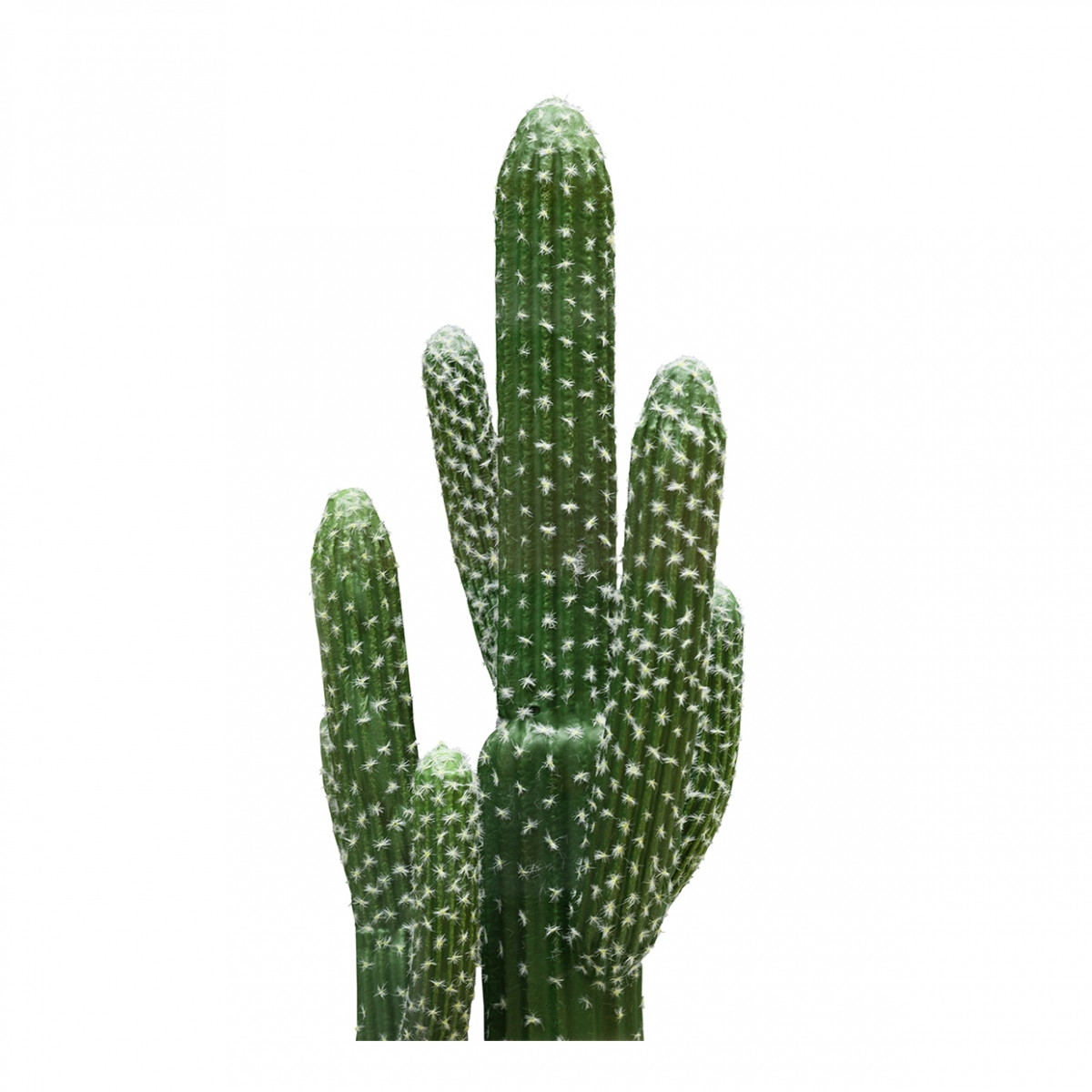 Imagen en la que se ve un cactus