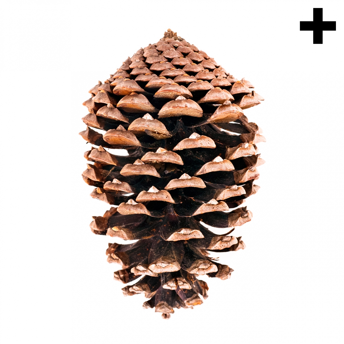 Imagen en la que se ve el plural del concepto piña