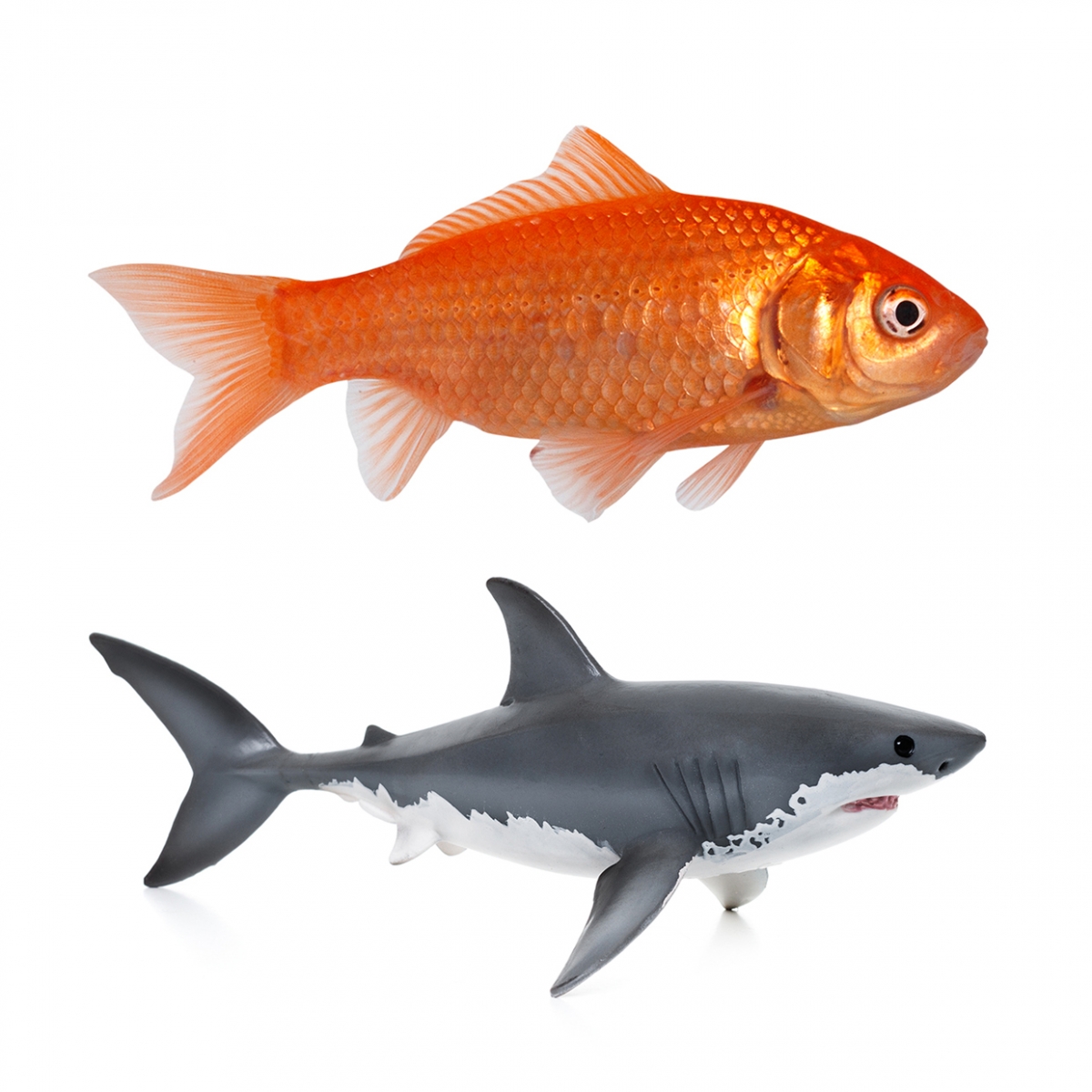Imagen en la que se ve el concepto genérico de peces