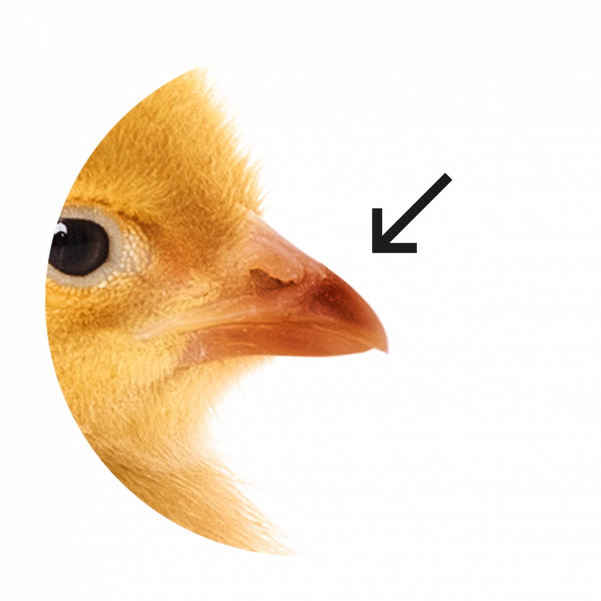 Imagen en la que se ve un pico de animal