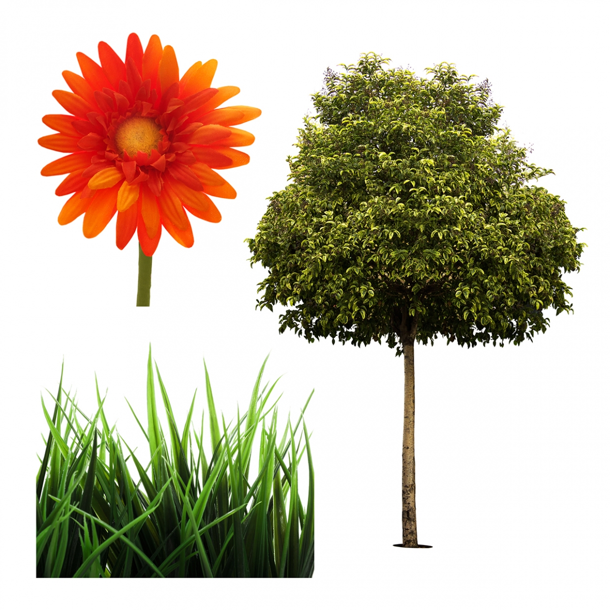 Imagen en la que se ven tres plantas: una flor, cesped y un árbol