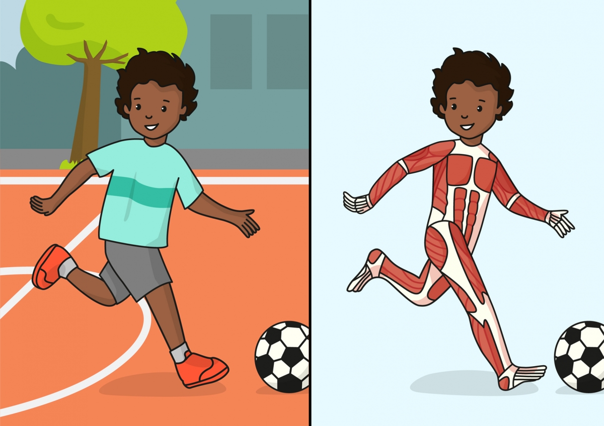 Los músculos del cuerpo