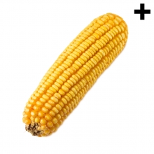Imagen en la que se ve el plural del mazorca de maíz