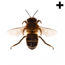 Imagen en la que se ve una abeja en perspectiva cenital