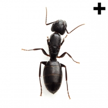 Imagen en la que se ve una hormiga en en vista cenital