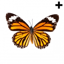 Imagen en la que se ve en perspectiva cenital una mariposa con las alas desplegadas
