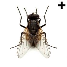 Imagen en la que se ve una mosca en perspectiva cenital