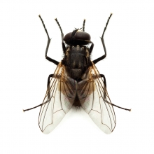 Imagen en la que se ve una mosca en perspectiva cenital
