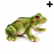 Imagen en la que se ve una rana verde en perspectiva lateral