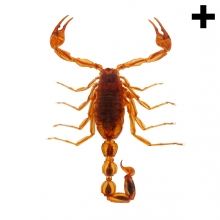 Imagen en la que se ve el plural del concepto escorpión