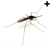 Imagen en la que se ve el plural del concepto mosquito